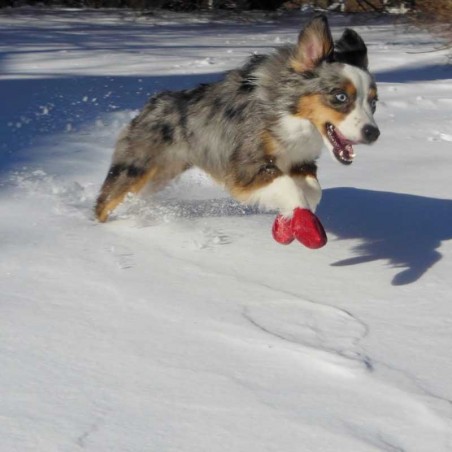 chaussure-pour-chien-pawz.jpg