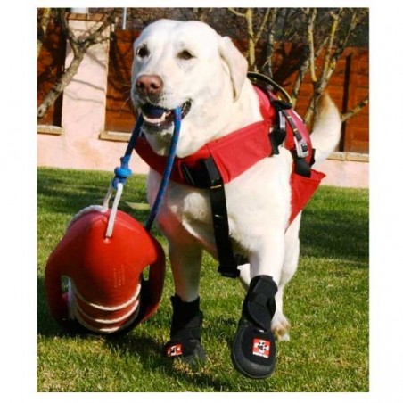 chaussure-pour-chien-renforcee.jpg