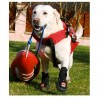 chaussure-pour-chien-renforcee.jpg chaussure-pour-chien-renforcee.jpg