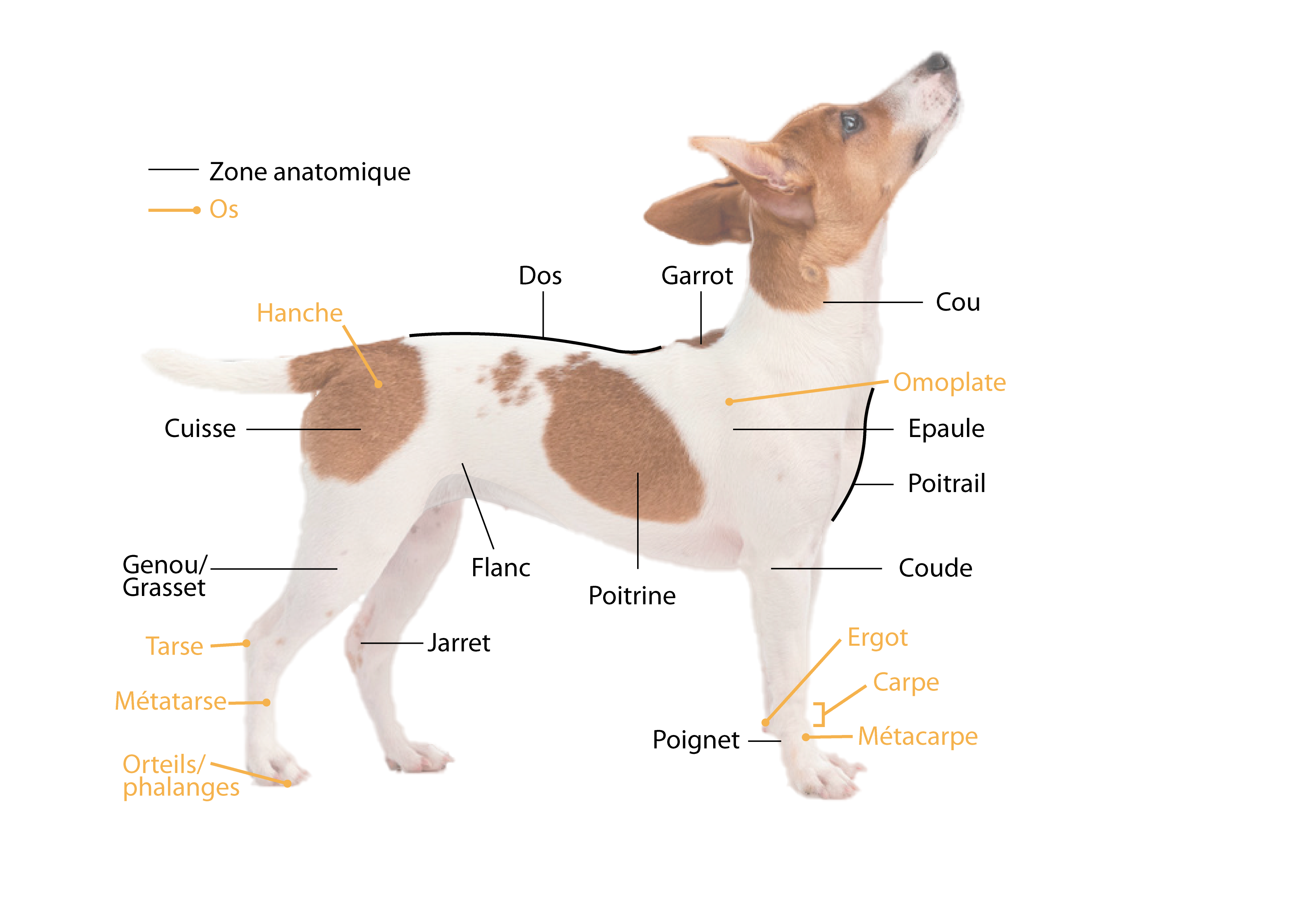 Planche sur l'anatomie externe du chien