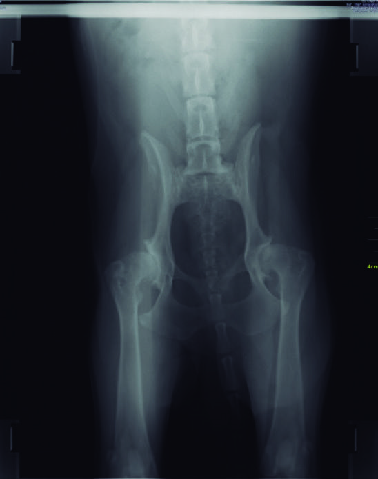 Traitement de la douleur liée à l’arthrose canine avec la thérapie par radiofréquence à 448 KHz : comparaison de 5 cas cliniques