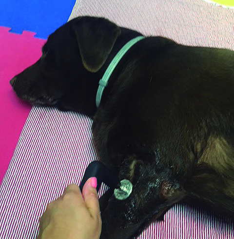 Traitement de la douleur liée à l’arthrose canine avec la thérapie par radiofréquence à 448 KHz : comparaison de 5 cas cliniques