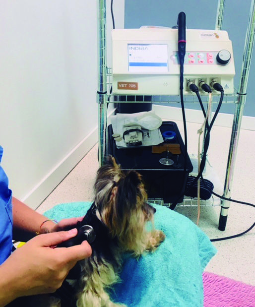Traitement des signes de contusion du cou chez un chien avec la radiofréquence monopolaire à 448 KHz