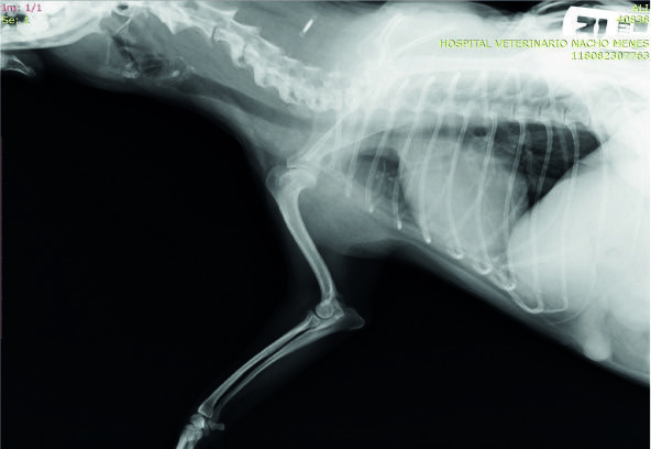 Cas clinique : traitement de l’instabilité médiale de l’épaule chez un chien avec la radiofréquence à 448 KHz capacitive et résistive