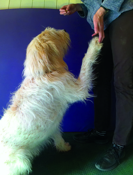 Radiofréquence à 448 KHz pour le traitement de la tendinopathie du biceps chez le chien