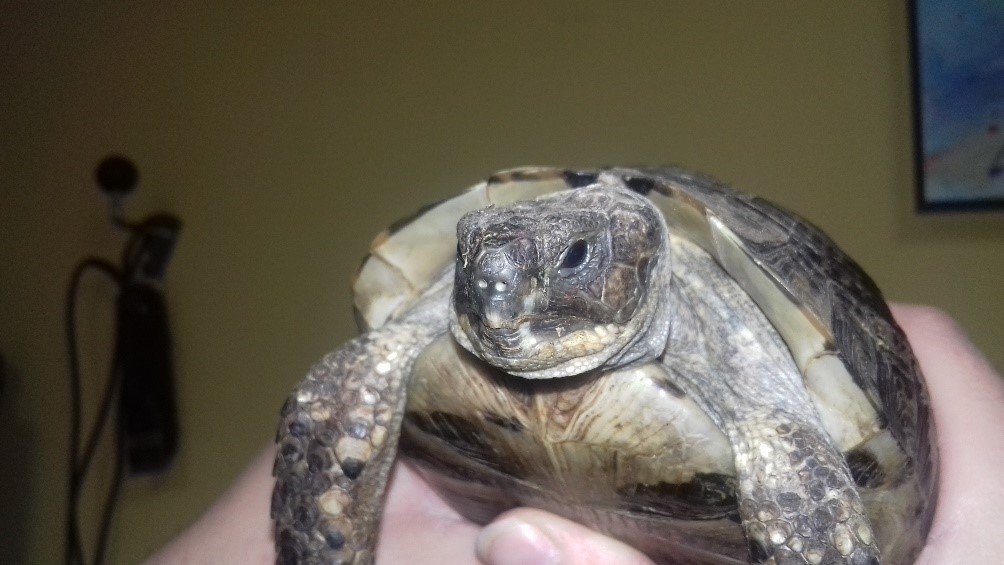 Otite et rhinite tortue après 1 séance