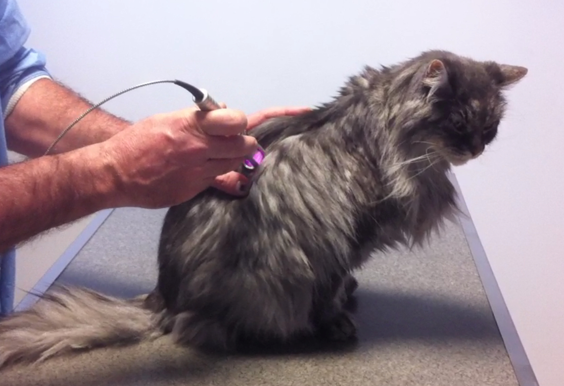 traitement au laser chat âgé arthrosique
