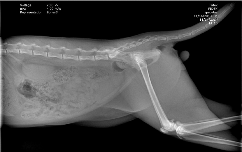 radiographie dysplasie congénitale chat de 5 mois