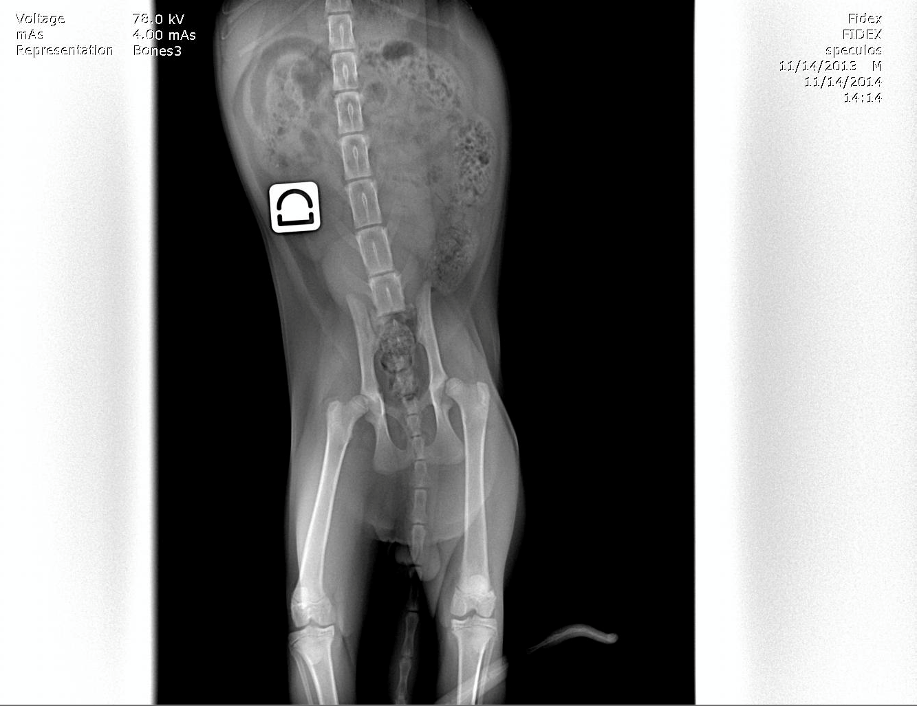 radiographie dysplasie congénitale chat de 5 mois