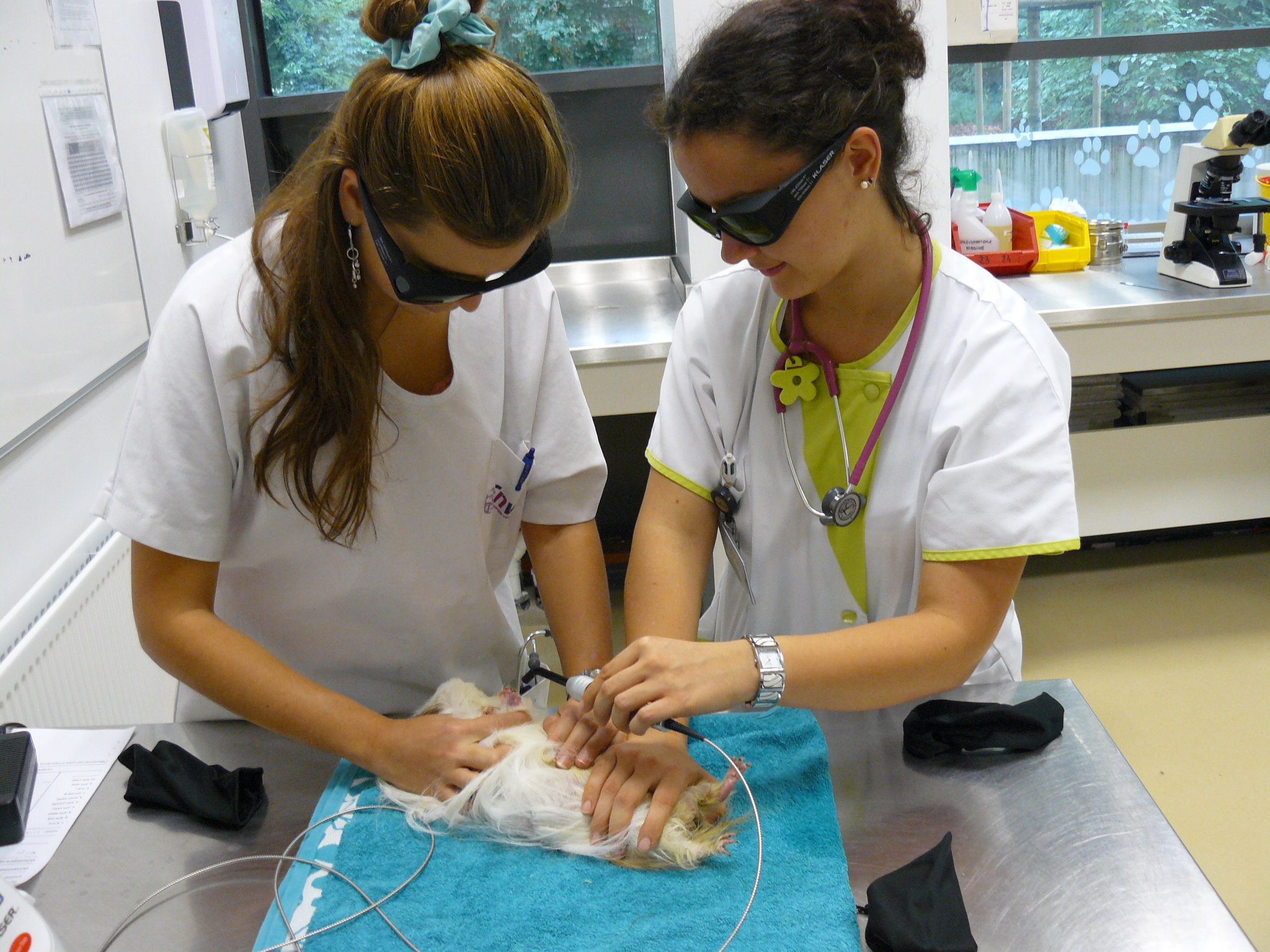 Laser sur lésion de pododermatite