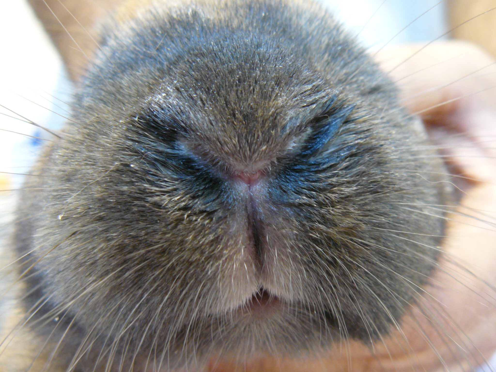 examen rapproché des narines rhinite lapin