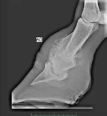 radiographie veine cephalique cheval