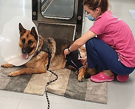 cas clinique rupture ligaments croisés chien physiothérapie Dr Manon François