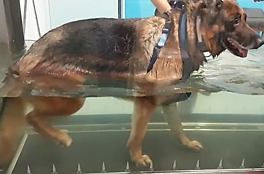 hydrothérapie cas-cas clinique physiotherapie post chirurgie ligament croisé chien Mikan-physiotherapie-post-chirurgie-ligament-croise-chien-mikan5