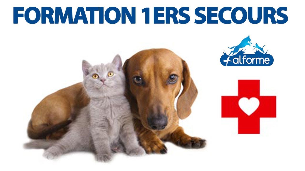 Formation 1er secours Alforme Mikan