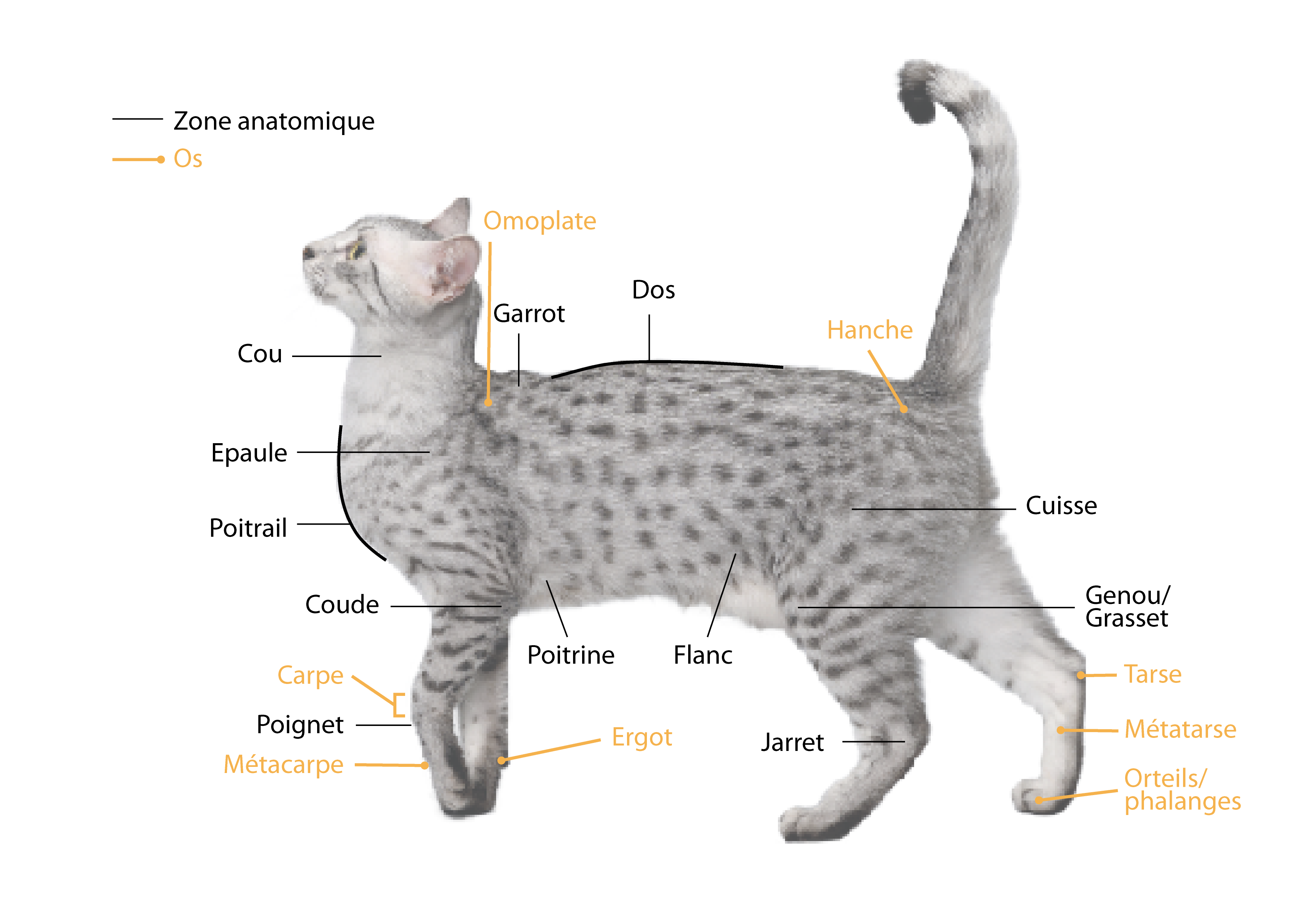 anatomie du chat mikan