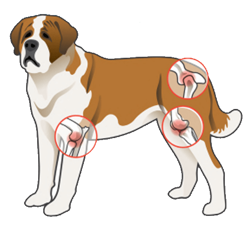 Schéma d'explication de l'arthrose chez le chien
