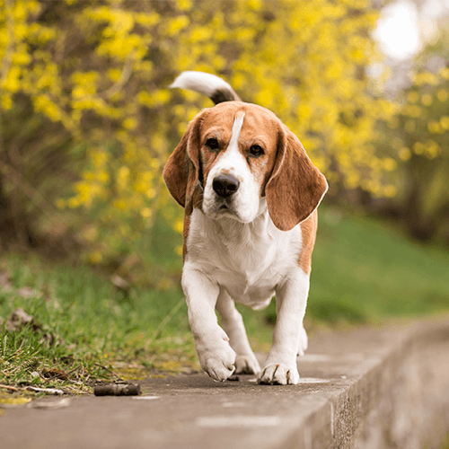 Chien qui à retrouver sa mobilité grâce à des exercices de rééducation