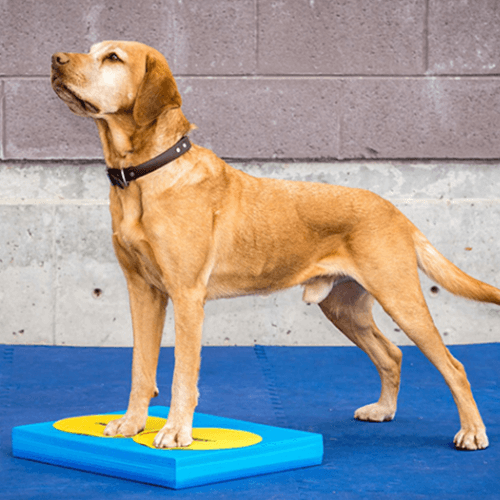 Balance pad pour la rééducation des chiens mikan