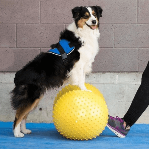 Ballon d'équilibre cacahuète à picots pour la rééducation des chiens mikan