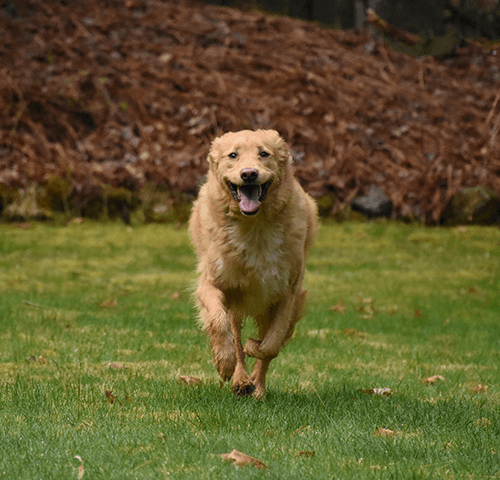 amélioration de la mobilité d'un chien grâce à la thérapie laser