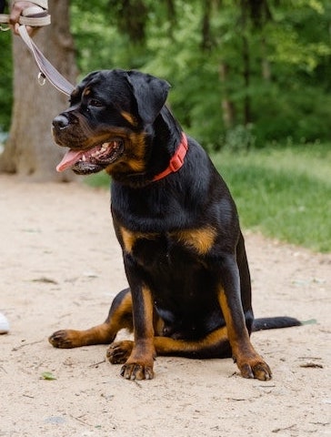 déceler l'arthrose chez les animaux