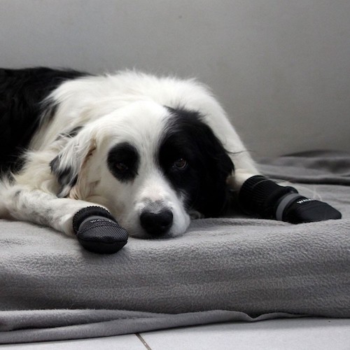 chaussons antidérapants pour chien