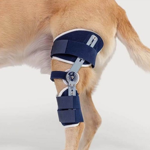 attelle du genou articulée chien