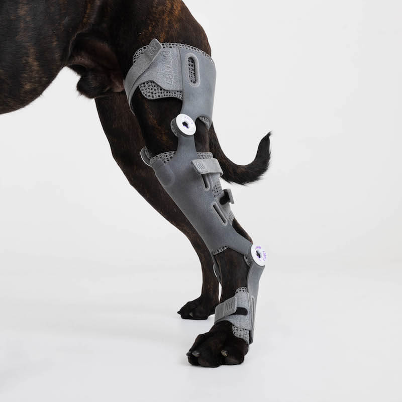 genouillère pour chien sur mesure articulée wimba mikan