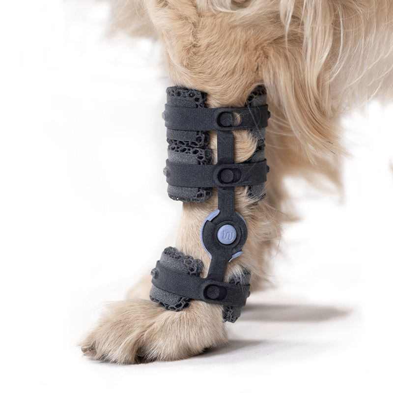 attelle sur mesure pour chien wimba