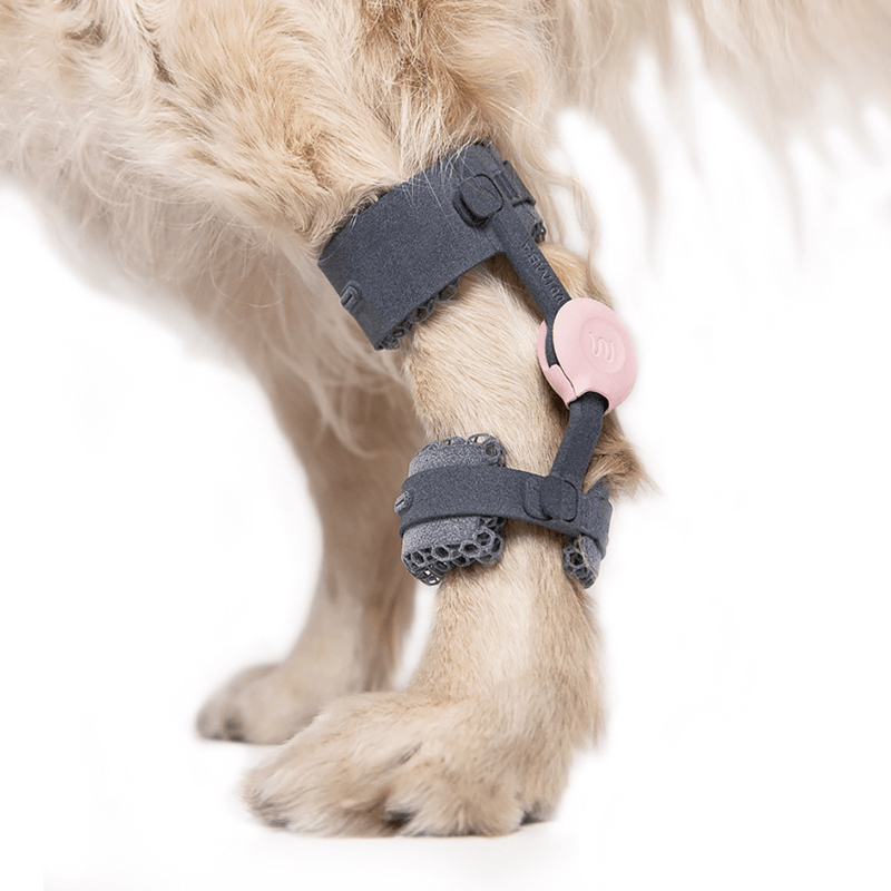 attelle sur mesure pour chien wimba