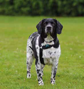 cas-cliniques-genouillère-balto-arthrose-springer-spaniel-mikan