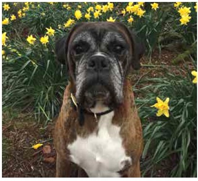 cas-cliniques-genouillère-balto-ligament-croise-boxer-mikan