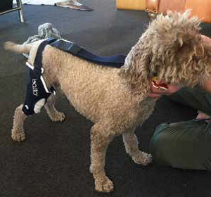cas-cliniques-genouillère-balto-ligament-croise-caniche-nain-mikan