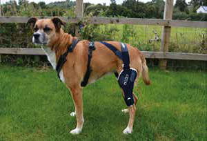 cas-cliniques-genouillère-balto-ligament-croise-chien-mikan