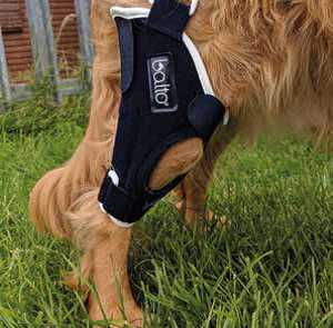 cas-cliniques-genouillère-balto-ligament-croise-cocker-spaniel-mikan