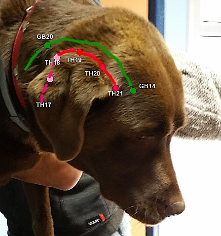 Cas clinique therapie laser - otite chronique chez un Dogue argentin