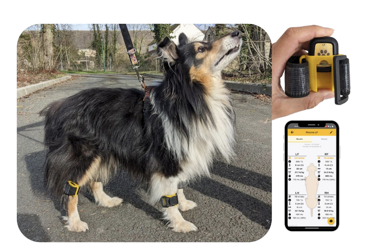 endiboots capteur locomotion chien dispositif et application