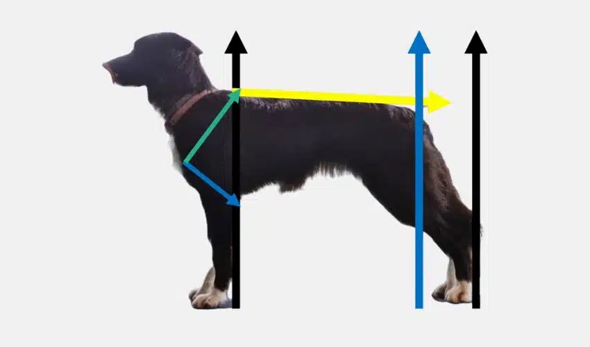 Cas clinique tendinopathie posture chien
