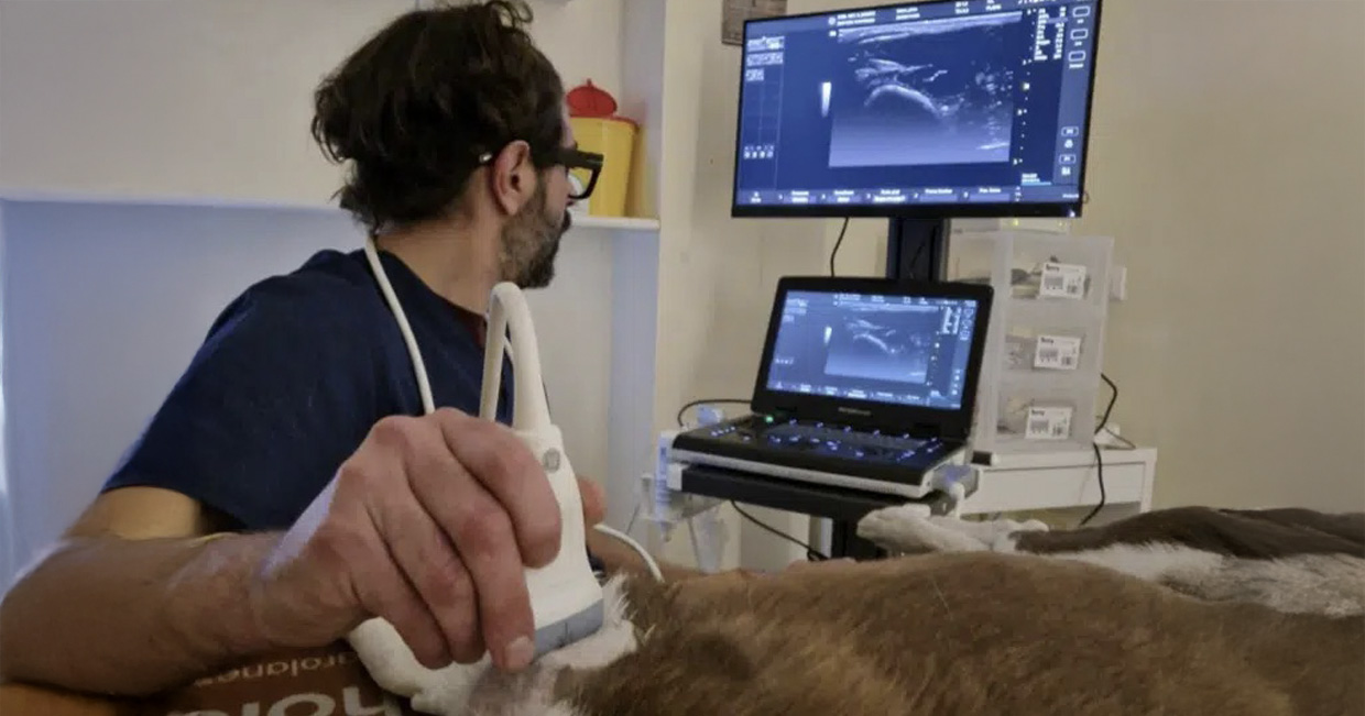 Cas clinique tendinopathie réalisation échographie