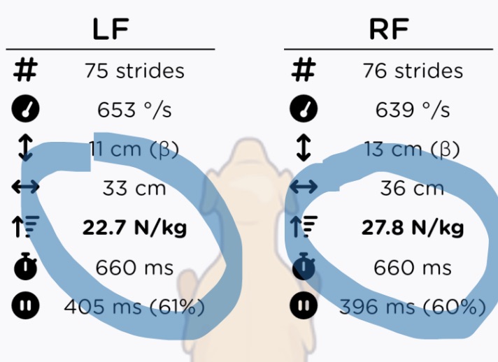 Tendiboots capteur locomotion chien analyse tendinopathie avant