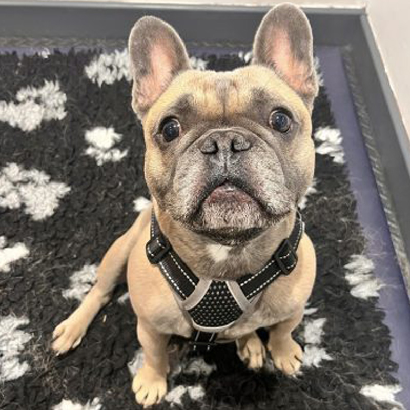 Etude cas Freddy bouledogue français