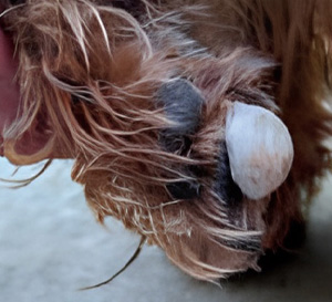 Tendiboots capteur locomotion demi sphère