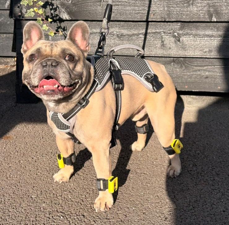 Etude de cas freddy tendiboots