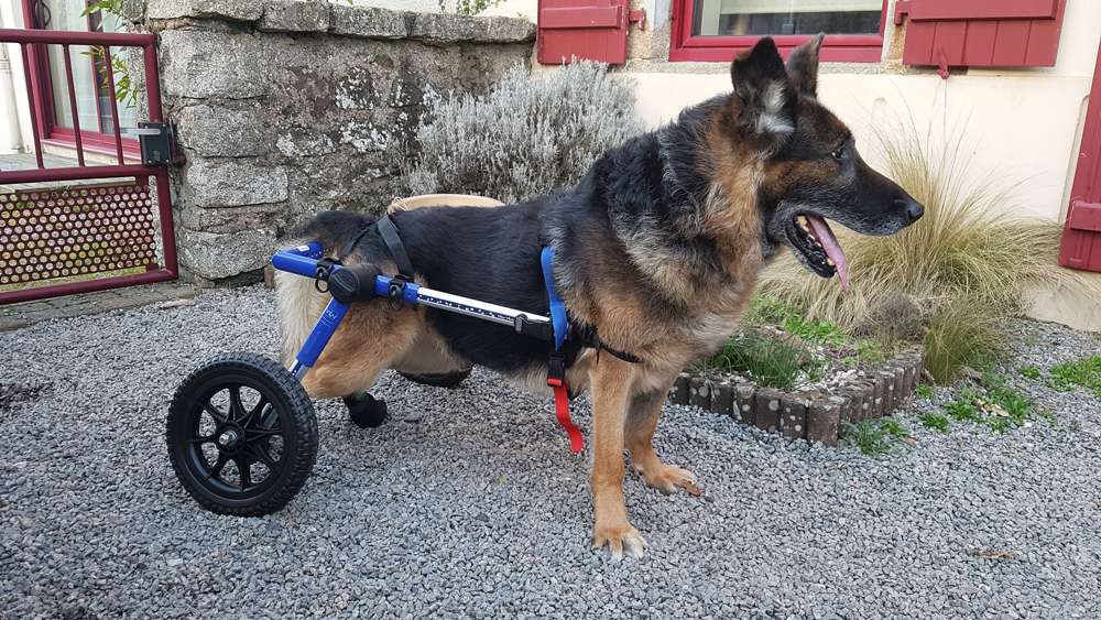 Témoignage du chariot roulant : Une nouvelle vie pour Lucky