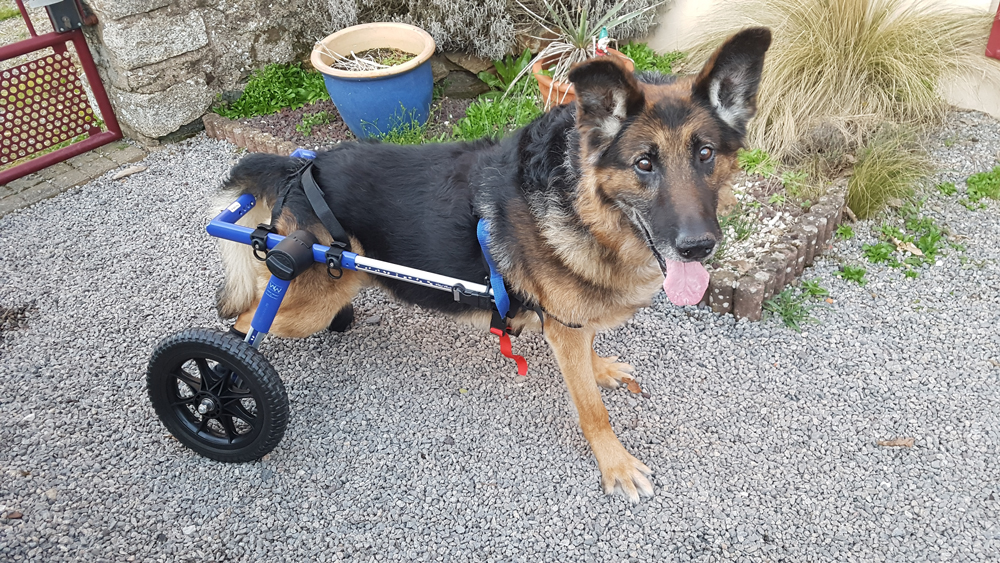 Témoignage du chariot roulant : Une nouvelle vie pour Lucky