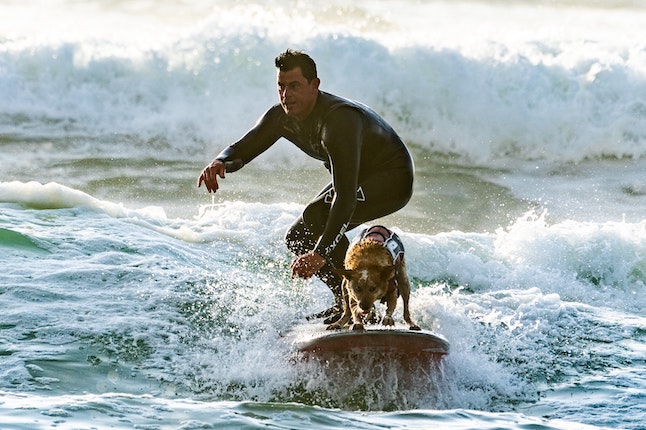 surfer avec son chien