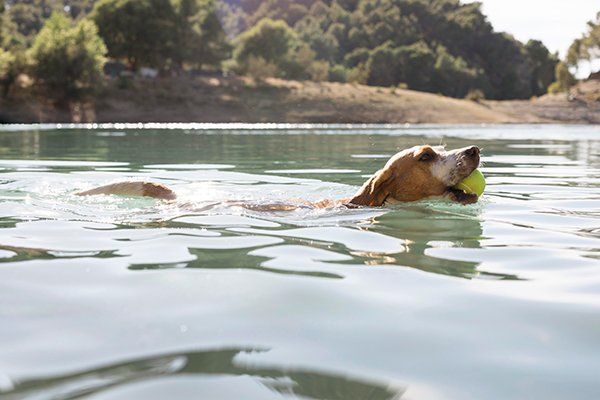 jeu-eau-chien