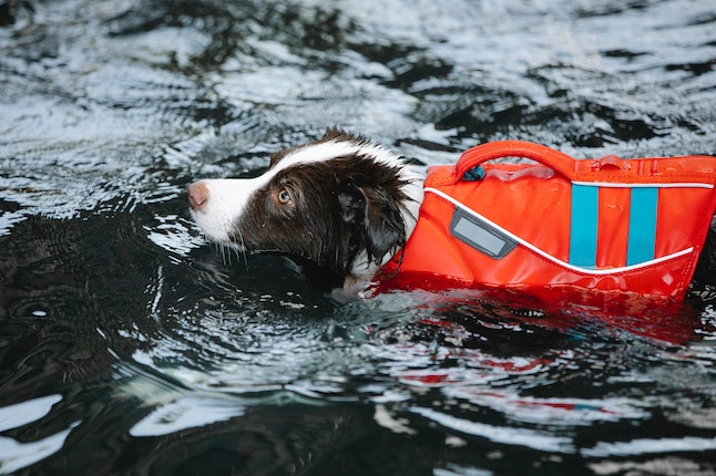 nager avec son chien