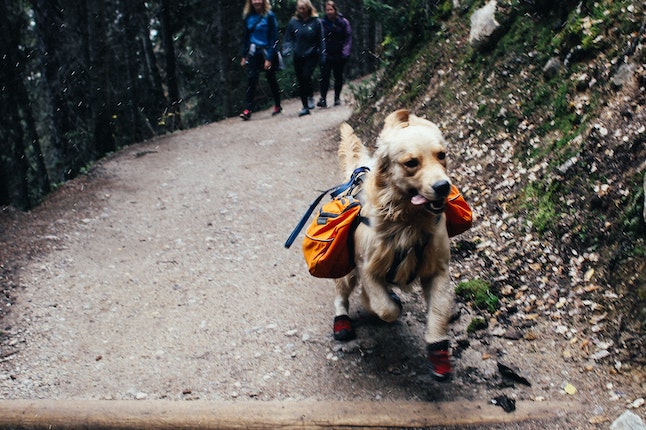 randonner avec son chien